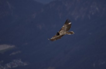 Bartgeier Bavaria im Flug | © Sebastian Reith