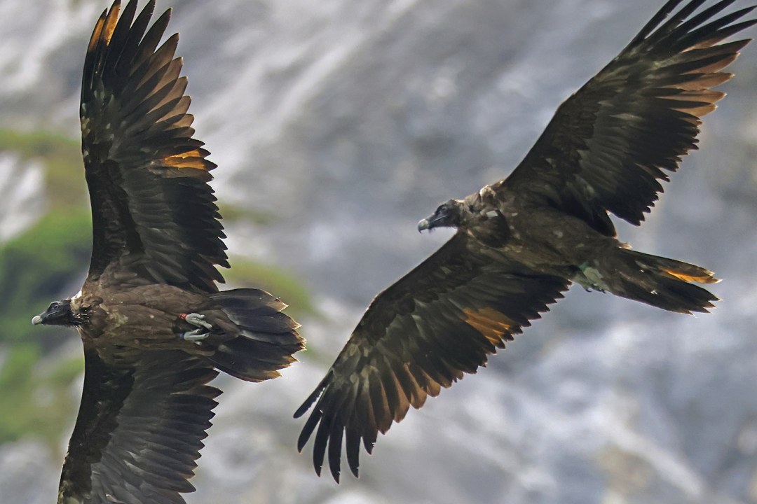 Bartgeier Recka und Dagmar | © Markus Leitner