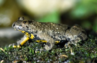 Gelbbauchunke sitzt auf Moos von der Seite fotografiert |© Andreas Hartl