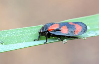 Die gemeine Blutikade ist ein schwarzer ovaler Käfer mit roten Punkten bzw .Flächen auf dem Rücken | © Frank Derer