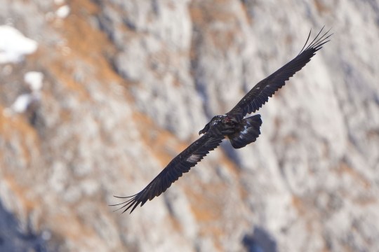Generl im Flug Ende Januar 2026 |© Christian Steiger