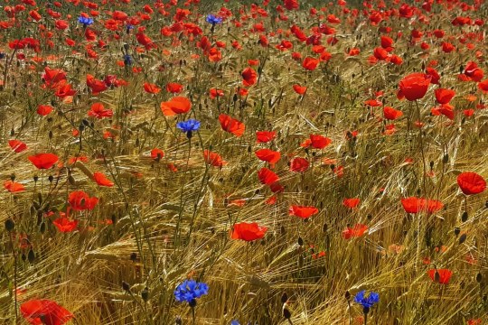 Gerstenfeld mit Klatschmohn und Kornblume | © Patricia Danel