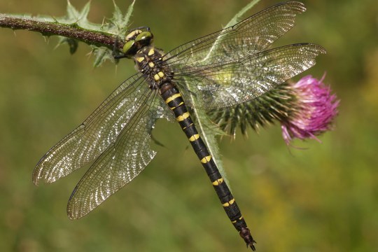 Die gestreifte Quelljungfer, eine schwarze Libelle mit vier Flügeln und gelben Streifen | © Petra Altrichter