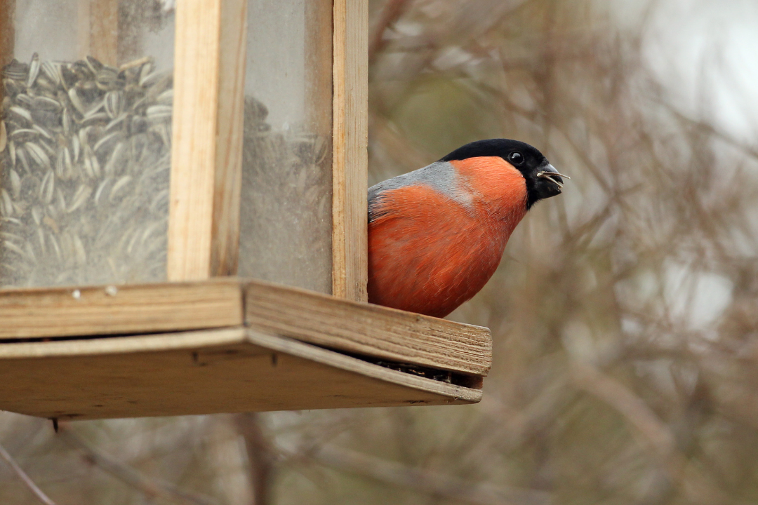 Gimpel | © Claudia Becher