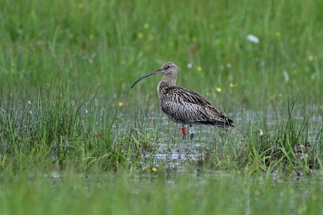 Großer Brachvogel mit markantem Schnabel im grünen Sumpfgebiet, gekennzeichnet mit LBV-Ring am Bein | © Peter Zach
