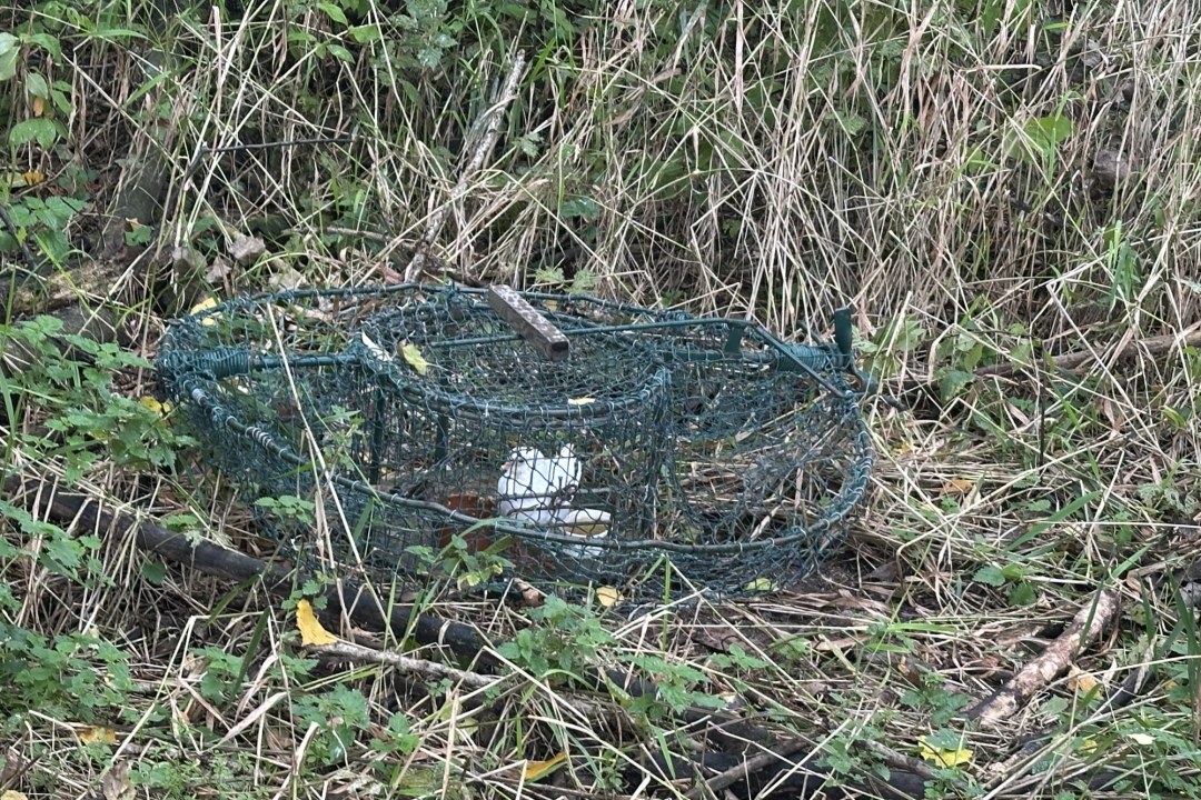 Habichtfangkorb mit Locktaube | © Bettine Schröfl