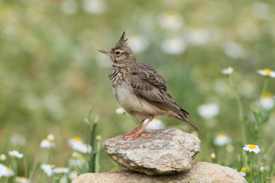 Haubenlerche auf einem Stein, im Hintergrund einer Blumenwiese | © Zdenek Tunka