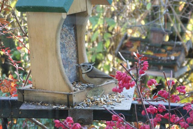 Tipps zum Vögel füttern am Balkon LBV