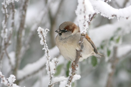 Haussperling sitzt auf einem dünnen, schneebedeckten Ast | © Zdenek Tunka