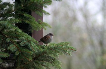 Heckenbraunelle in einer Tanne | © Annabell Preußler