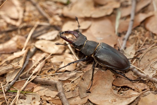 Hirschkäfer auf Laub | © Andreas Hartl