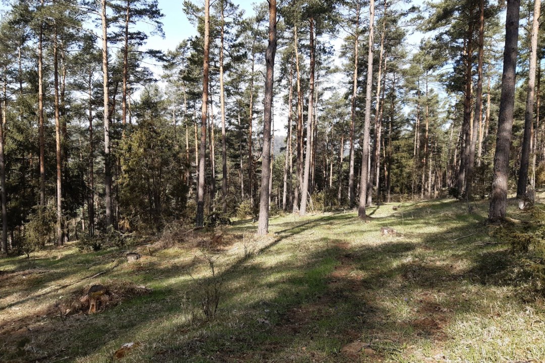 LBV-Schutzgebiet Hohenburg | © Nadja Danner