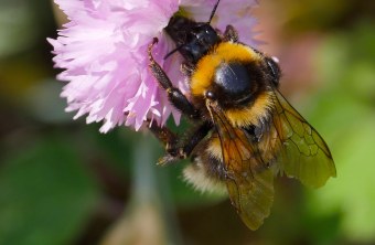 Hummel | © Michael Schiebelsberger