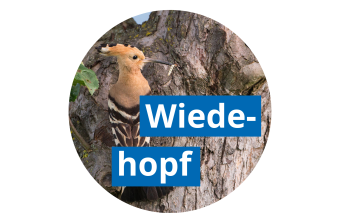 Wiedehopf auf einem Baum