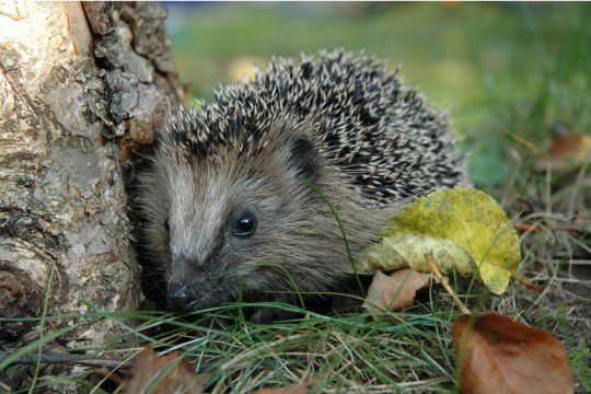 Igel | © Peter Bria