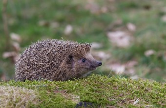 Igel auf Moos | © Marcus Bosch