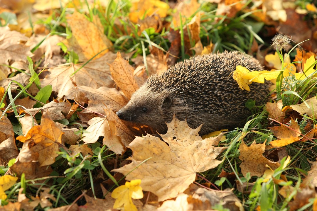 Ein Igel läuft durch buntes Laub. | © Zdenek Tunka