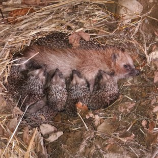 Igelmutter säugt fünf kleine Igeljungen, sie liegen in einer Scheune | © Johann Biederer