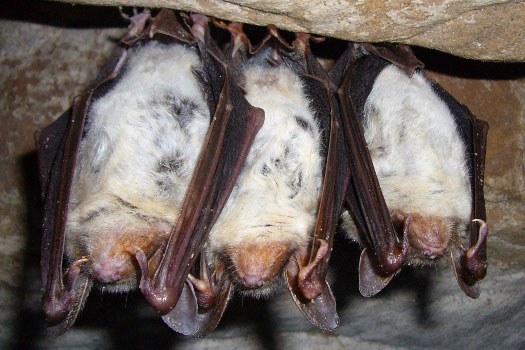 Kleine Fledermäuse hängen an der Decke einer Höhle | © A. Riedl