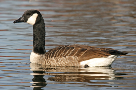 Kandagans im Wasser | © Dr. Christoph Moning