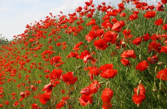 Klatschmohn auf einer hügeligen Wiese | © Zdenek Tunka