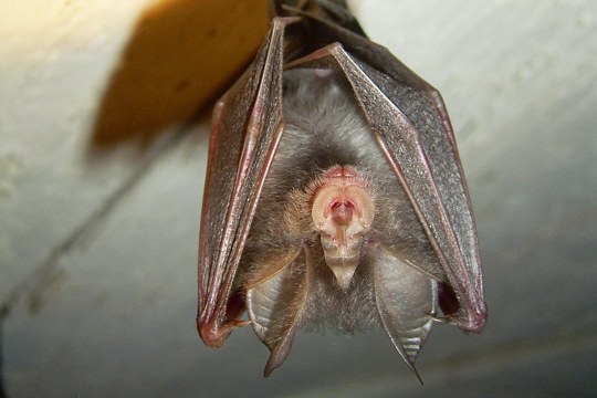 Die kleine Hufeisennase ist eine Fledermausart. Auf dem Bild hängt sie an der Decke | © Dr. Andreas Zahn