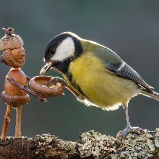 Kohlmeise | © Norbert Vetter