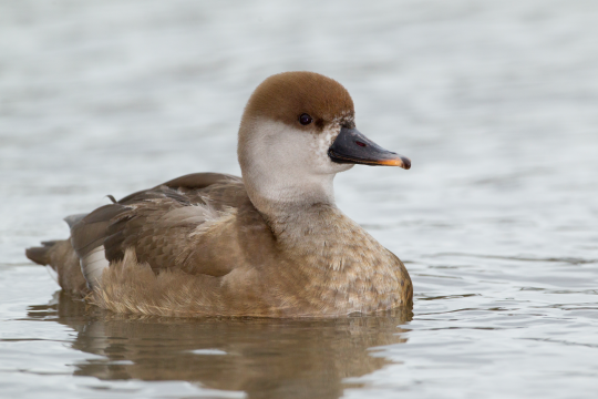 Kolbenenten-Weibchen schwimmt auf dem Wasser | © Rosl Rößner