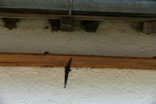 Lehmnester von Mehlschwalben unter einem Dachvorsprung, darunter ein schräg angebrachtes Kotbrett | © Rieke Wüpping