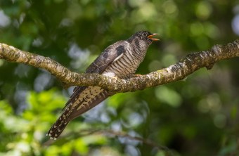 Kuckuck auf einem Baum | © Andreas Hartl