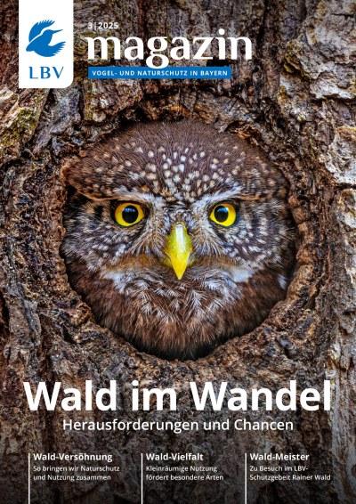 Ein Kauz schaut neugierig aus einer Baumhöhle auf dem Cover des LBV-Magazins über Waldschutz im März 2025.