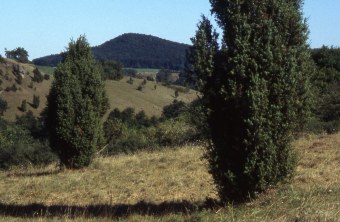 Magerrasen mit Wacholder im Tal der Schwarzen Laber | © Natascha Neuhaus