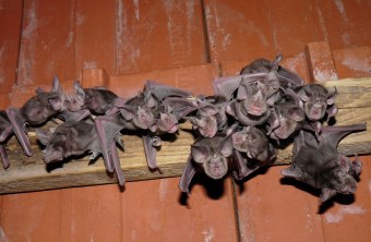 Große Hufeisennasen hängen an einem Holzbalken an der Decke | © Rudi Leitl