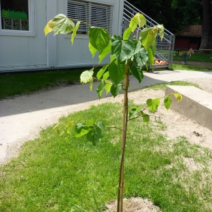 Gepflanzte Winterlinde aus den Gutschein von 2019 im Garten der Caritas IKG St. Josef in München | © J. Fritzemeyer
