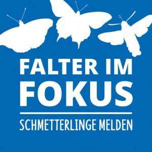 Icon Falter im Fokus