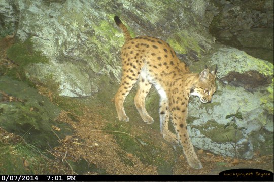 Luchs Leoni am Kaitersberg | © LBV