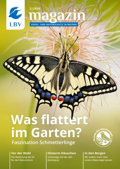 Cover LBV Magazin Ausgabe 02/2024 mit einem Schwalbenschwanz auf dem Cover
