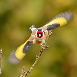 Stieglitz vor dem Abflug, die Flügel sind ausgebreitet und erinnern an einen Propeller | © Manfred Nachtmann