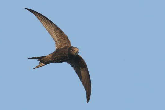 Mauersegler im Flug | © Zdenek Tunka