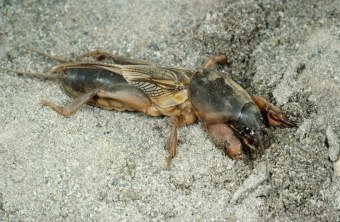 Ausgewachsene Maulwurfsgrille liegt auf grauem, sandig aussehenden Boden | © Entomologie/Botanik ETH Zürich (Fotograf: Albert Krebs)