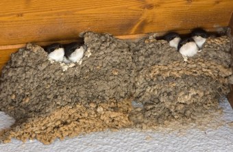 Mehlschwalben die in ihrem Nest sitzen | © A. Hatlapa