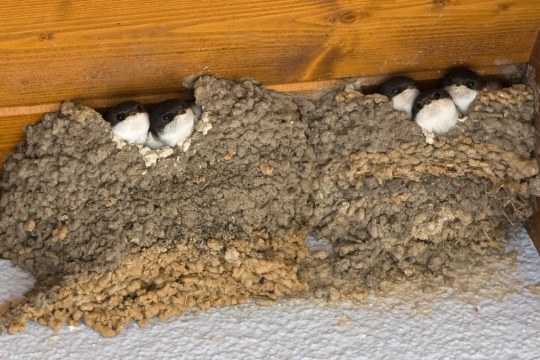Mehlschwalben die in ihrem Nest sitzen | © A. Hatlapa