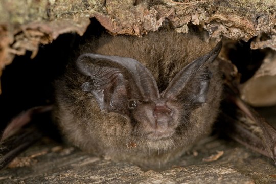 Mopsfledermaus | © Thomas Stephan