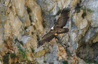 Nepomuk | © Christian Steiger