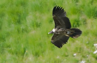 Nepomuk | © Christian Steiger