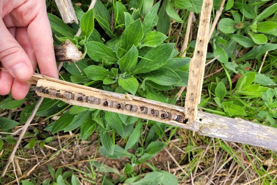 Eine Hand hält ein Holzstück mit Nestern der Stängelbiene Hoplitis tridentata | © Tarja Richter