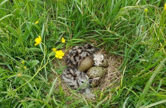 Nistmulde mit Brachvogelküken | © Verena Rupprecht