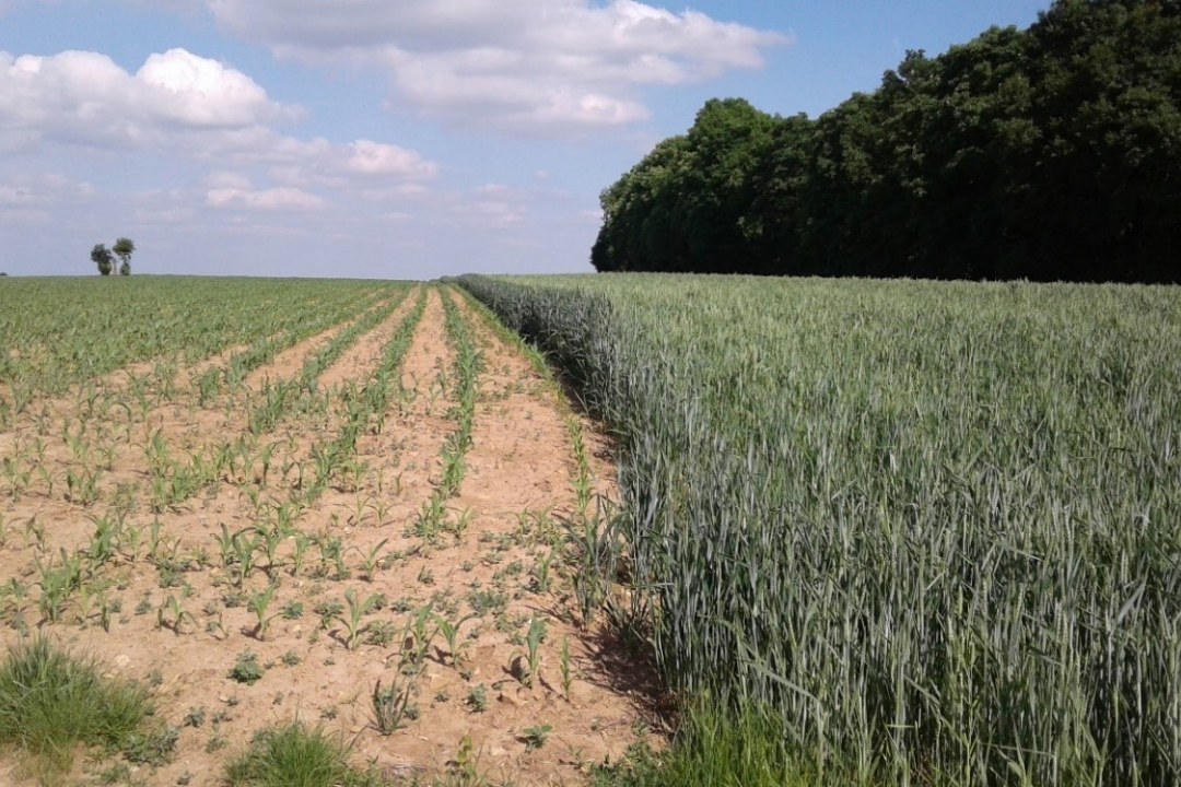 Direkt am Wald wird Wintergetreide neben einem Maisacker angebaut und damit eine Brutfläche für den Ortolan geschaffen. | © Norma Rudat