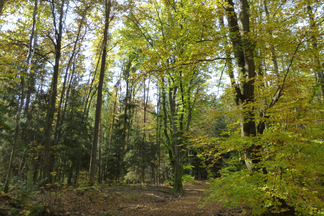 Brombachsee Wald | © LBV