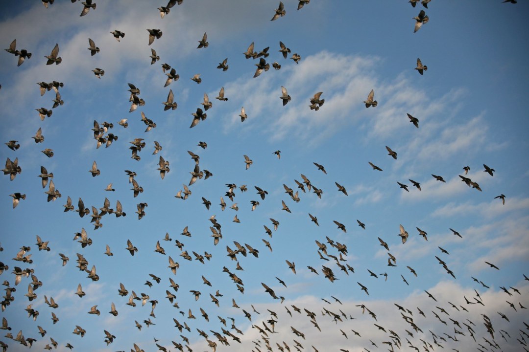 Starenschwarm | © Dieter Hopf